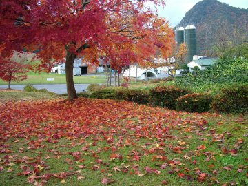 農場の秋…紅葉のスポットとしてお越し下さいませ。